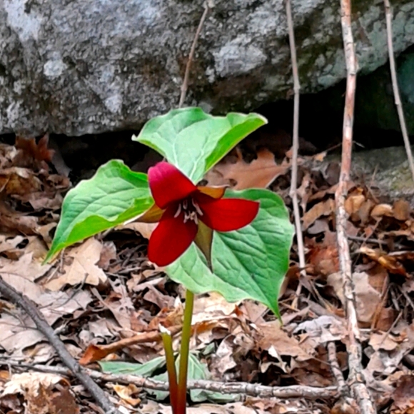 Meet your Posher, Nicole - Picture 1 of 1